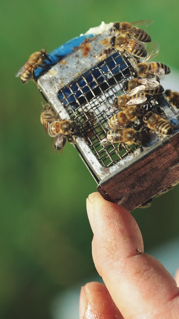 Beekeeper works with bees and beehives in the apiary. Beekeeping concept. Queen of the bee. Vertical video
