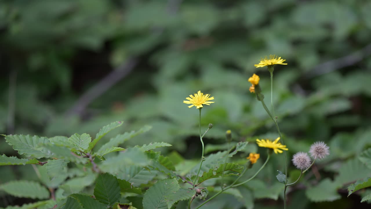 Yellow wildflowers in green forest vegetation