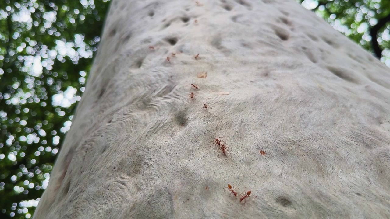 Vista statica dal basso di formiche tessitrici asiatiche che si arrampicano su un tronco d'albero liscio, evidenziando il movimento coordinato e il comportamento naturale della colonia in un ambiente tropicale.
