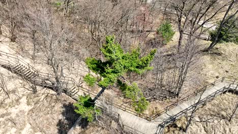 Rising-over-pine-tree-on-the-dune