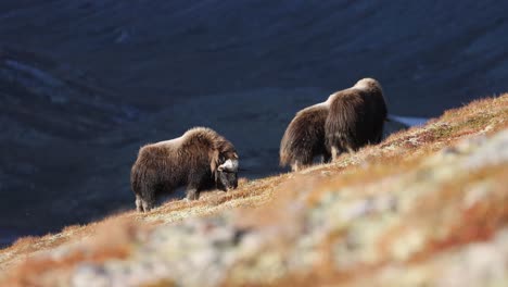 Bueyes-Almizcleros-En-Una-Pendiente-Durante-La-Puesta-De-Sol-En-Noruega-En-Un-Paisaje-Otoñal