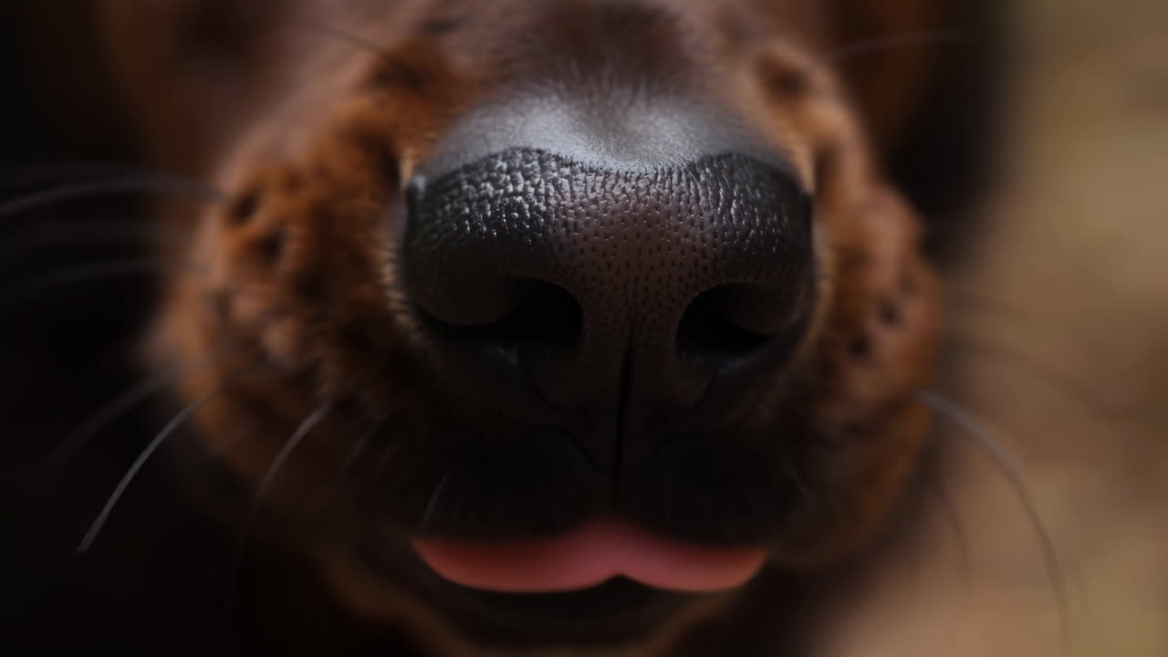 低照度の中、匂いを追跡する黒い犬の鼻のクローズアップ。光沢のある質感の鼻孔とひげがドラマチックな光で捉えられている。