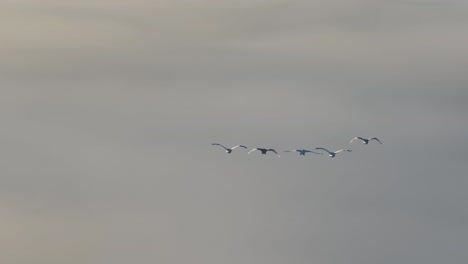 Antenne-Von-Vögeln,-Die-Bei-Sonnenaufgang-über-Nebel-Fliegen---Nahaufnahme
