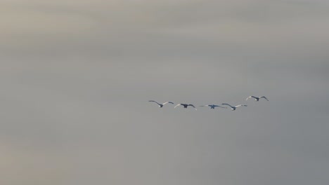 aerial of birds flying above fog during sunrise- close up