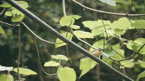 small yellow bird in a tree