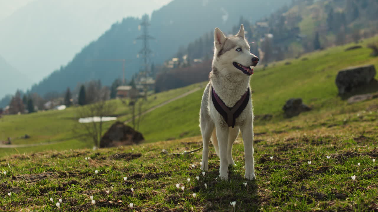 Majestic husky walking through an open alpine field at sunset, with breathtaking mountain views and
