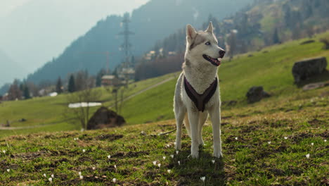 majestic husky walking through an open alpine field at sunset, with breathtaking mountain views and