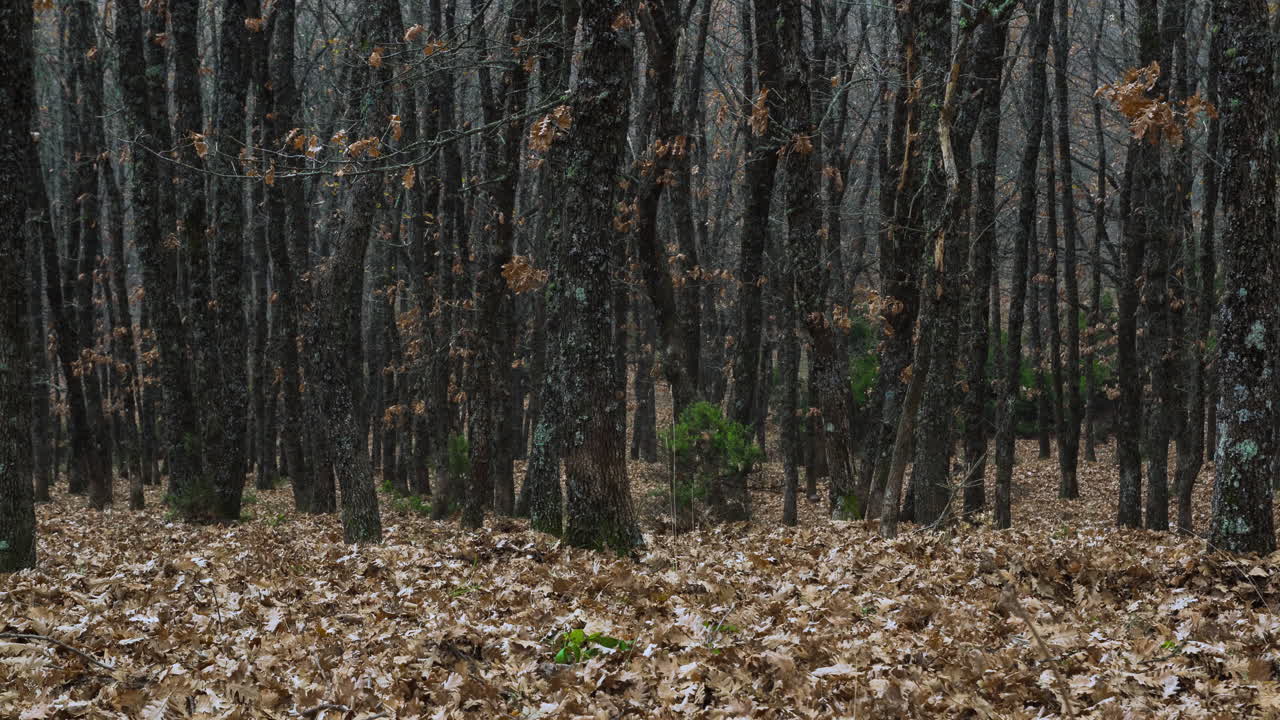 Moving Timelapse autumn fall dense forest dead tree leaf panning left