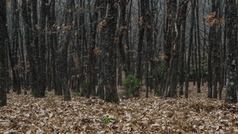 moviendo timelapse otoño bosque denso árbol muerto hoja panorámica izquierda