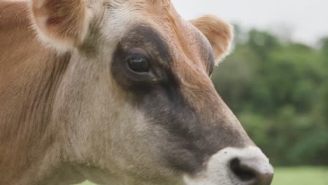 close up on a cow's face