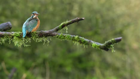 kingfisher on a branch