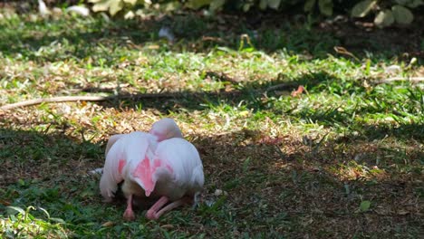 Visto-Desde-Su-Parte-Trasera-Mientras-Descansa-En-El-Suelo-Con-La-Cabeza-Metida-En-Sus-Alas-Mientras-Mira,-Mayor-Flamenco-Phoenicopterus-Roseus,-India