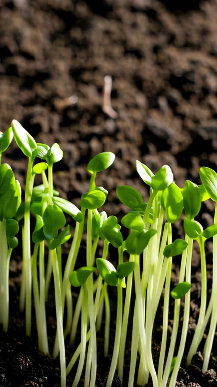 Close-up of seedlings growing in soil