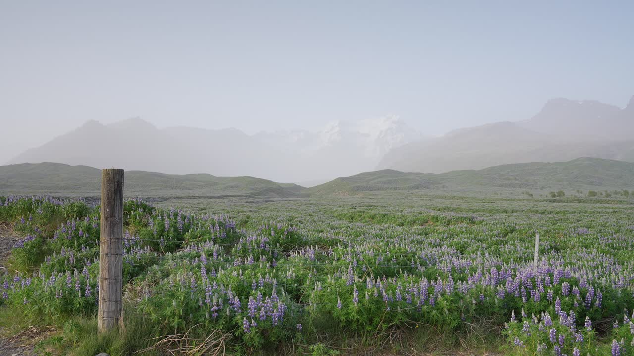 una vista espectacular de lupinos con flores en un paisaje islandés con montañas nevadas en el horizonte