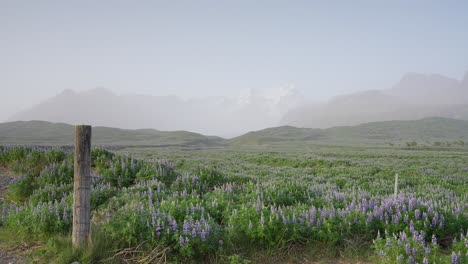 a spectacular view of flowery lupines in a icelandic landscape with snowy mountains on the horizon