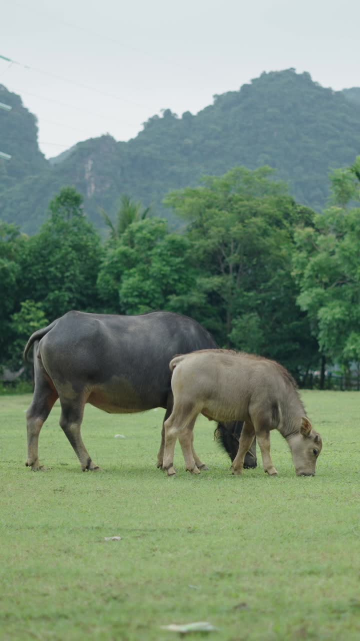 Two water buffalo grazing in a field