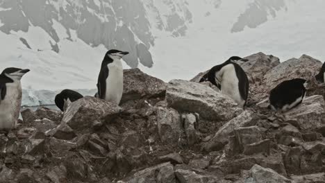 Colonia-De-Pingüinos-De-Barbijo-Con-Impresionantes-Y-Hermosos-Antecedentes,-Montañas-Cubiertas-De-Nieve