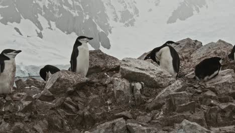 colonia de pingüinos con un impresionante y hermoso fondo, montañas cubiertas de nieve