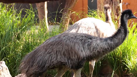 emus walking and interacting in their enclosure