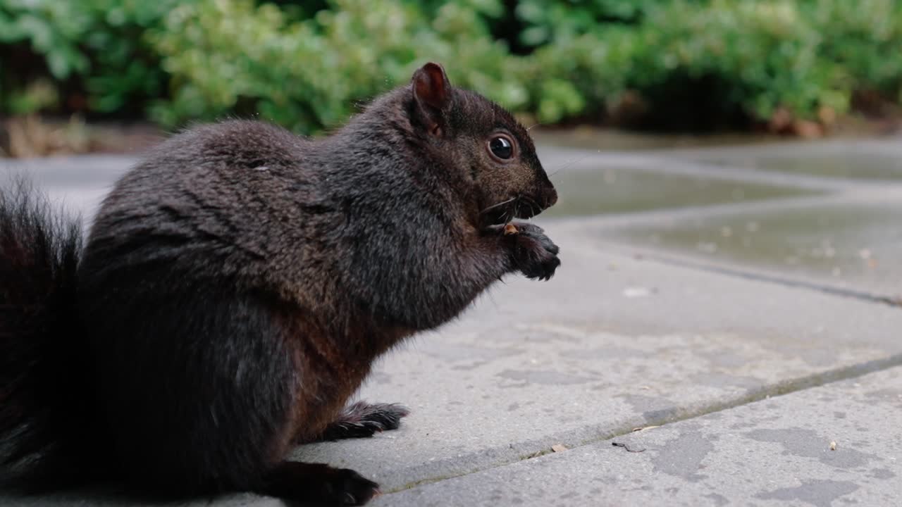 linda ardilla comiendo nueces en el suelo en el patio trasero
