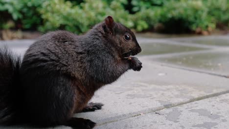 Niedliches-Eichhörnchen,-Das-Nüsse-Auf-Dem-Boden-Im-Hinterhof-Frisst