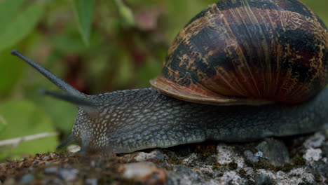 garden snail crawling across gravel path outside. macro closeup detail