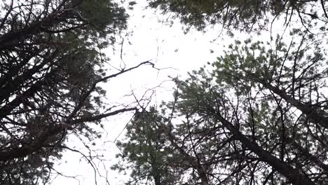 Trees-and-cloudy-sky