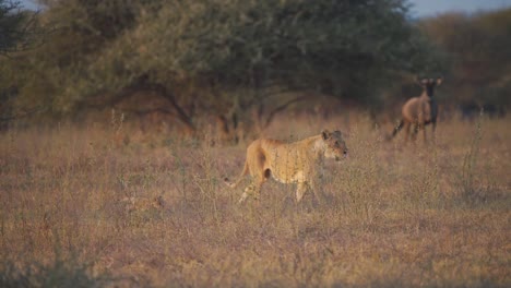 Lioness-and-her-cub-walking-in-savannah-watched-by-cautious-wildebeest