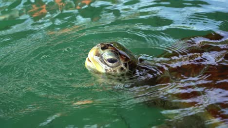 close up shot of a sea turtle in a breeding program, raise its head above the water to breathe.