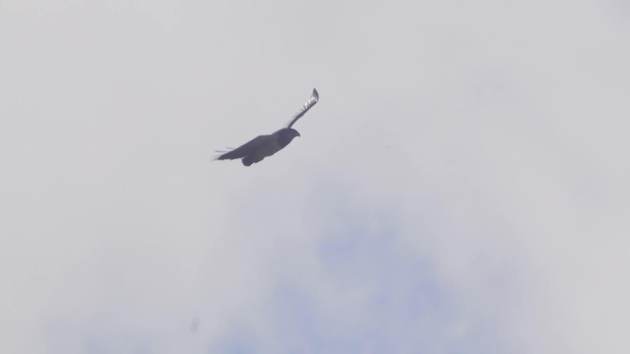 Grote Zwartborstbuizerdarend zweeft op de thermiek in de lucht met wolken en een blauwe hemel, Geranoaetus melanoleucus