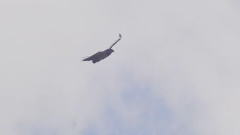 large black chested buzzard eagle floats on the thermals around in the sky with clouds and blue , geranoaetus melanoleucus