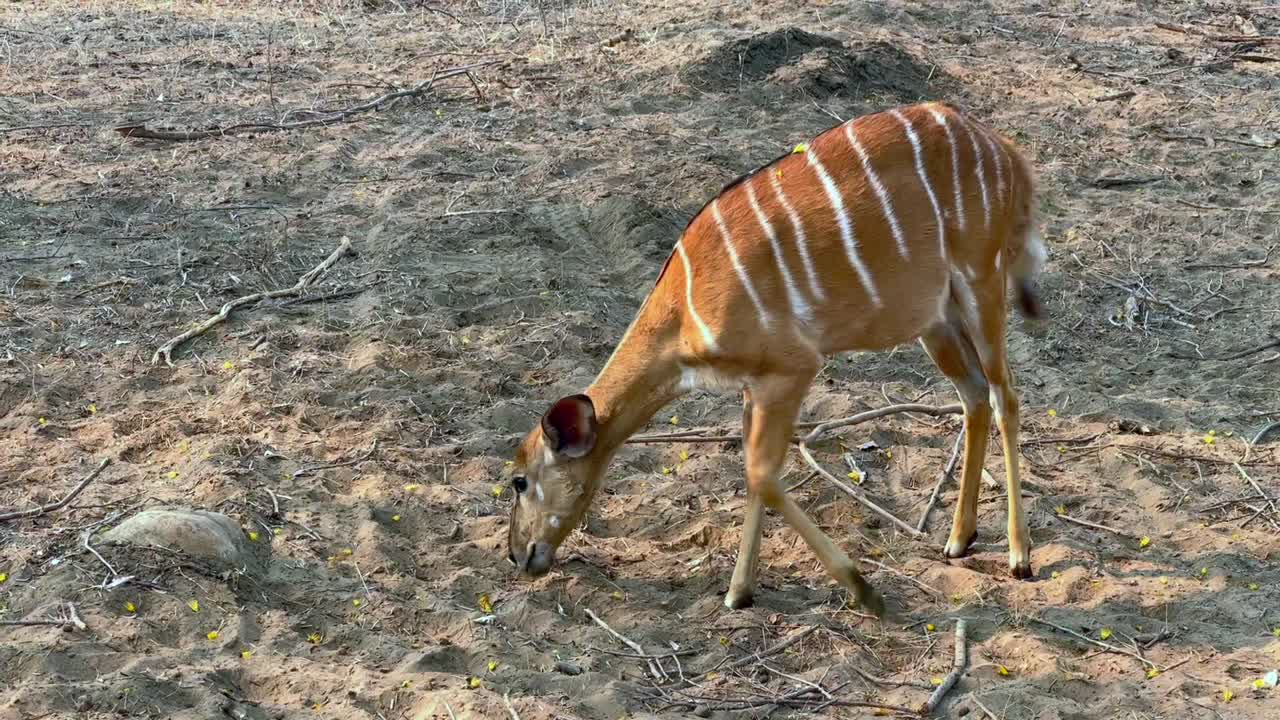 la hembra de nyala (tragelaphus angasii) comiendo en la reserva de vida silvestre de majete, en malawi.