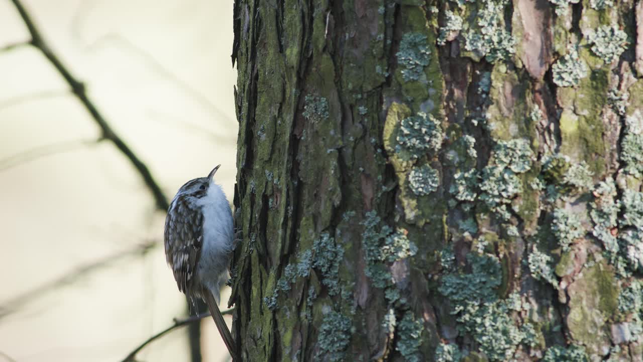 treecreeper 새 나무 줄기에 수직으로 등반 나무 껍질 먹이 먹기