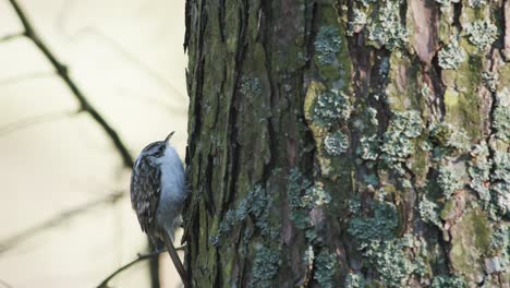 treecreeper bird climbing vertical on tree trunk bark feeding eating