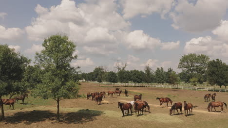 horses grazing in a countryside farm