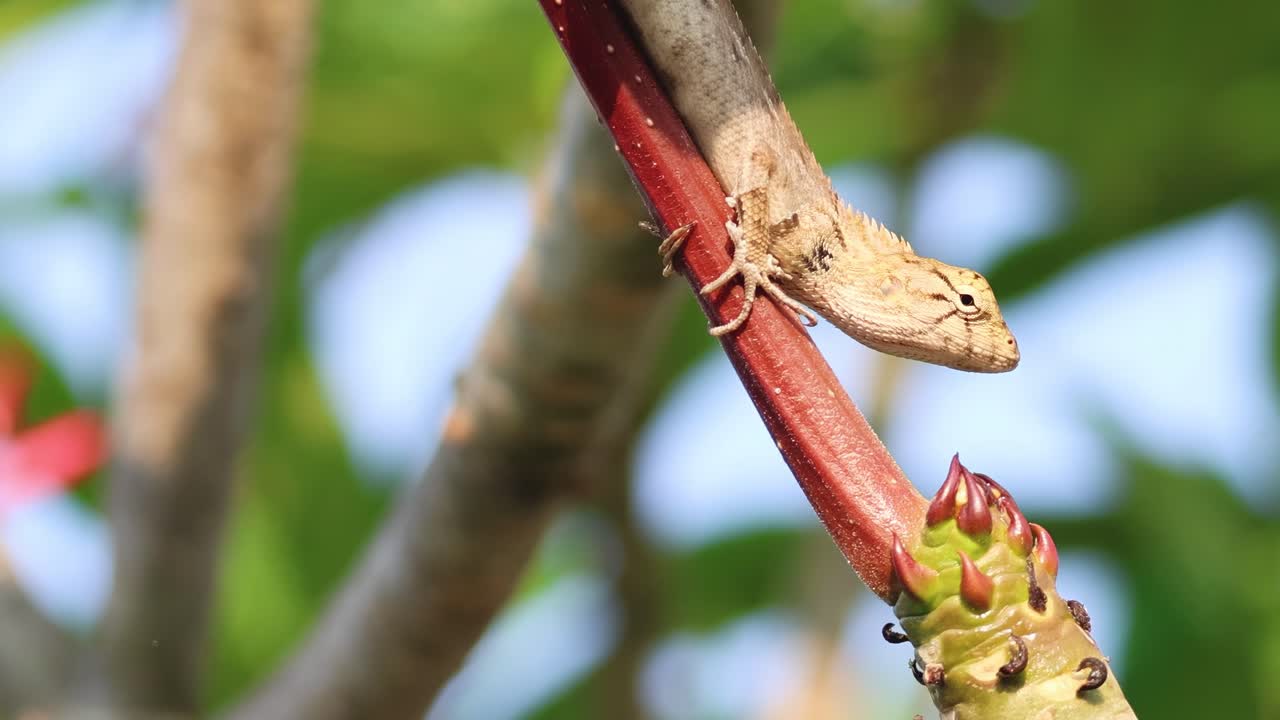 A lizard clings to a red stem near budding flowers against a lush green backdrop.