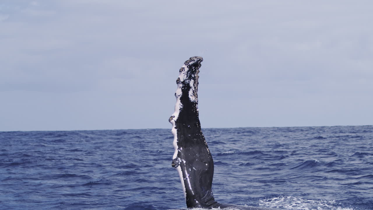 Humpback whale fin rises above ocean before diving underwater