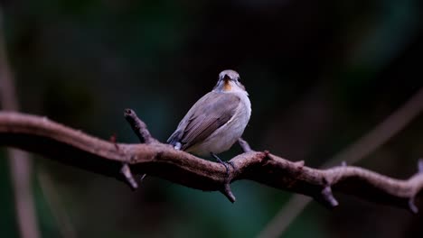 camera zooms out as it is wagging its tail while perched on a vine, red-throated flycatcher ficedula albicilla, thailand