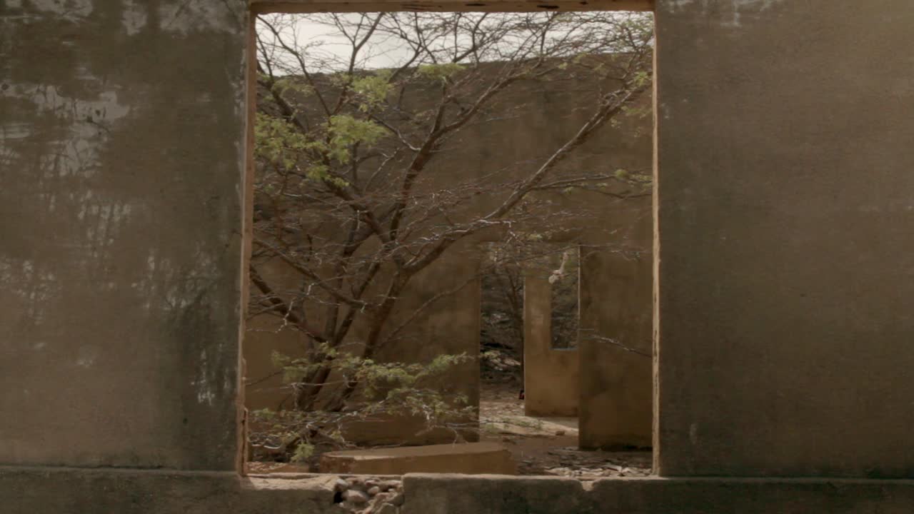 Tree growing through a ruined building