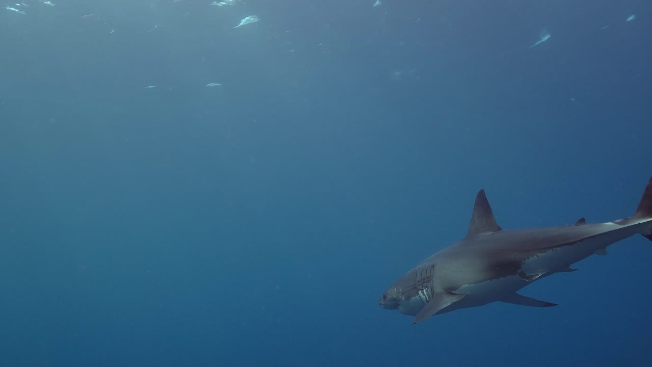 gran tiburón blanco carcharodon carcharias islas neptuno sur de australia cámara lenta 4k