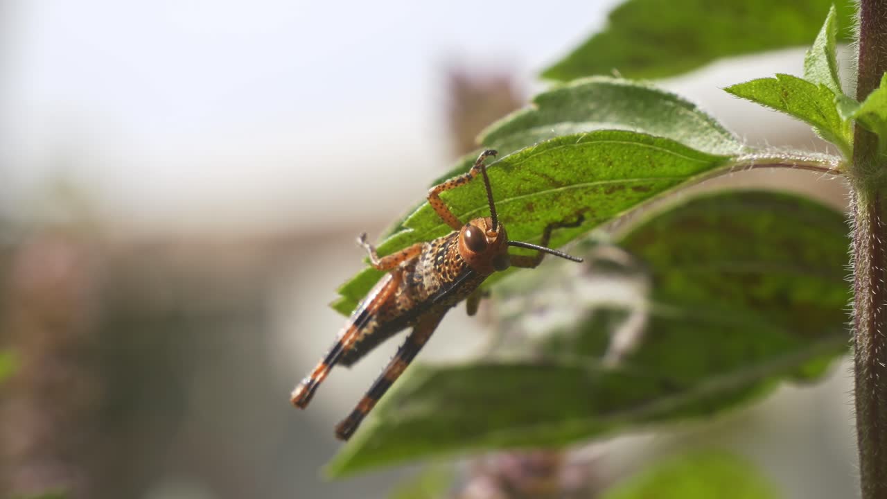 Locusta Australiana dalla Gola Speronata Aggrappata a Testa in Giù su Foglia Verde Contro Sfondo Sfocato. Ripresa Ravvicinata