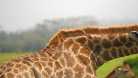 foto de seguimiento del perfil de la jirafa acicalándose