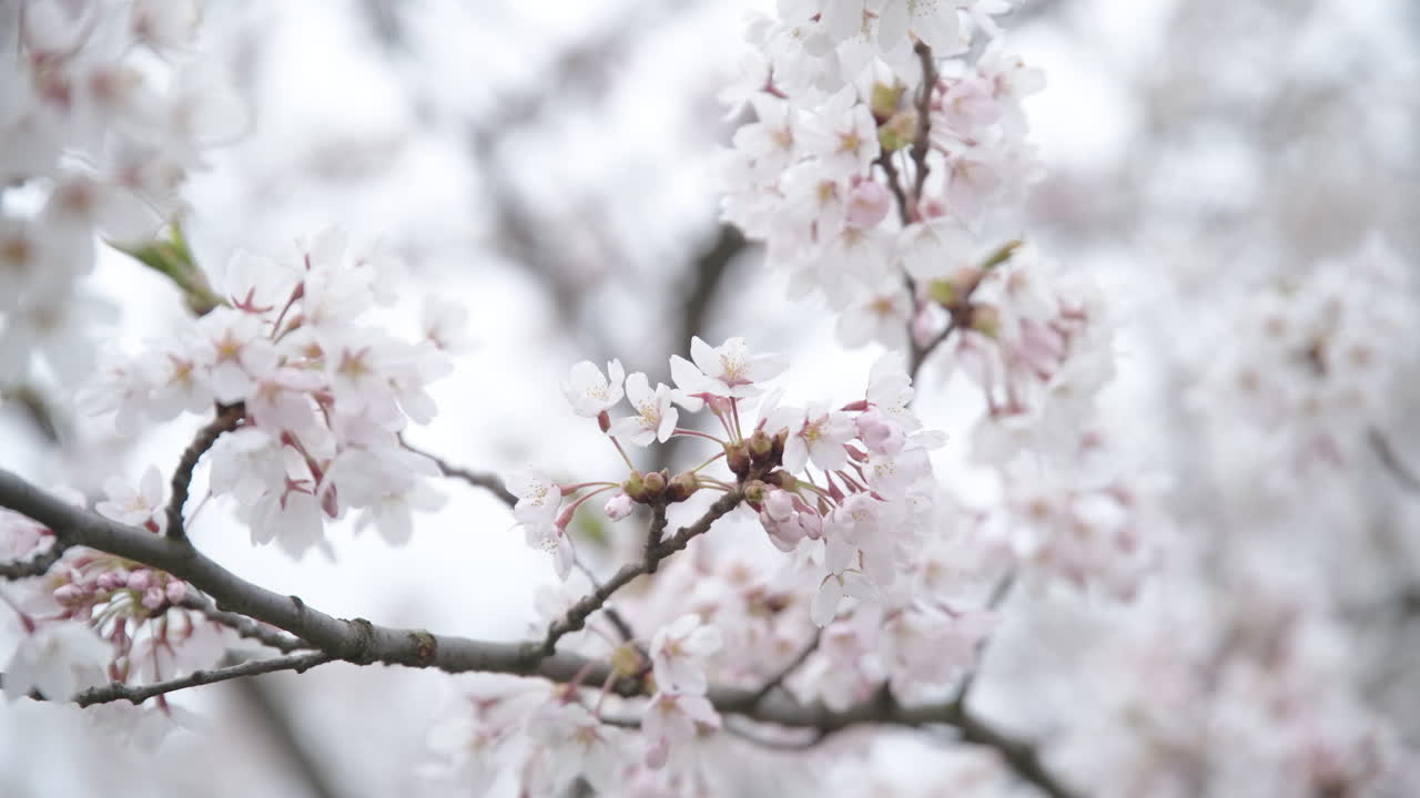 曇りの明るい日に震えるピンクの桜日本の桜の花びら