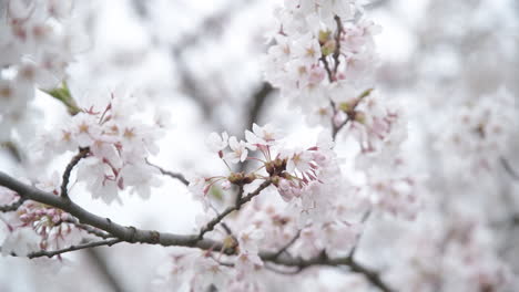 trembling pink sakura japanese cherry petals on a cloudy bright day