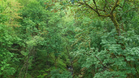 On-bridge-overlooking-rich-green-wooded-area-with-small-creek,-tilt-down