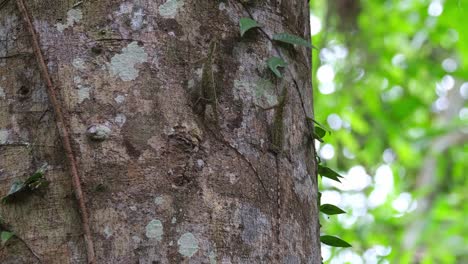 Dos-Individuos-Vistos-En-El-Lado-De-Un-árbol-Hacia-Arriba,-El-Dragón-Volador-De-Blanford-Draco-Blanfordii,-Tailandia