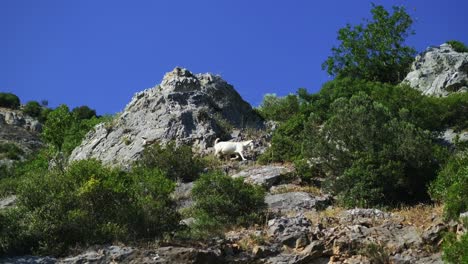 Männlicher-Steinbock-Oder-Capra-Ibex,-Der-Auf-Dem-Felsigen-Berg-Spaziert