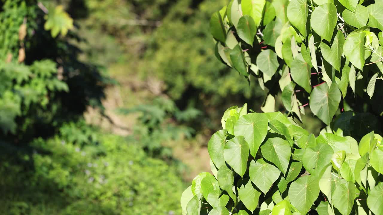 follaje verde exuberante en un entorno forestal