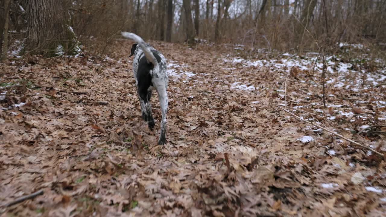 un trote moteado en blanco y negro en el camino de hojas secas y nieve en un campo de árboles secos en invierno, aislado, tiro de seguimiento