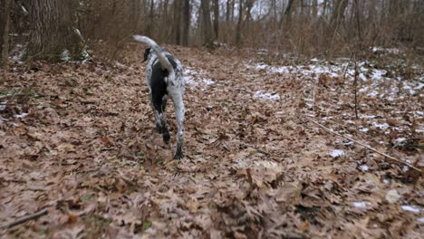 A-black-and-white-mottled-trotting-on-the-path-of-dry-leaves-and-snow-in-a-field-of-dry-trees-in-winter,-isolated,-tracking-shot